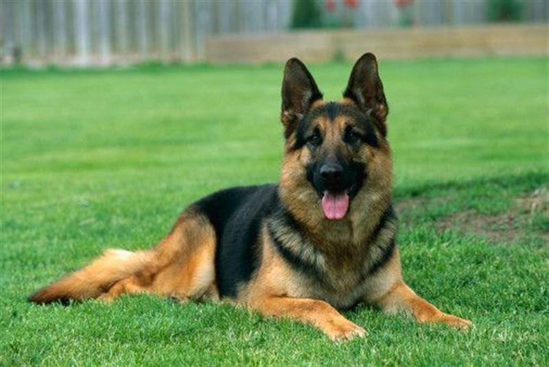 Single Coat German shepherd