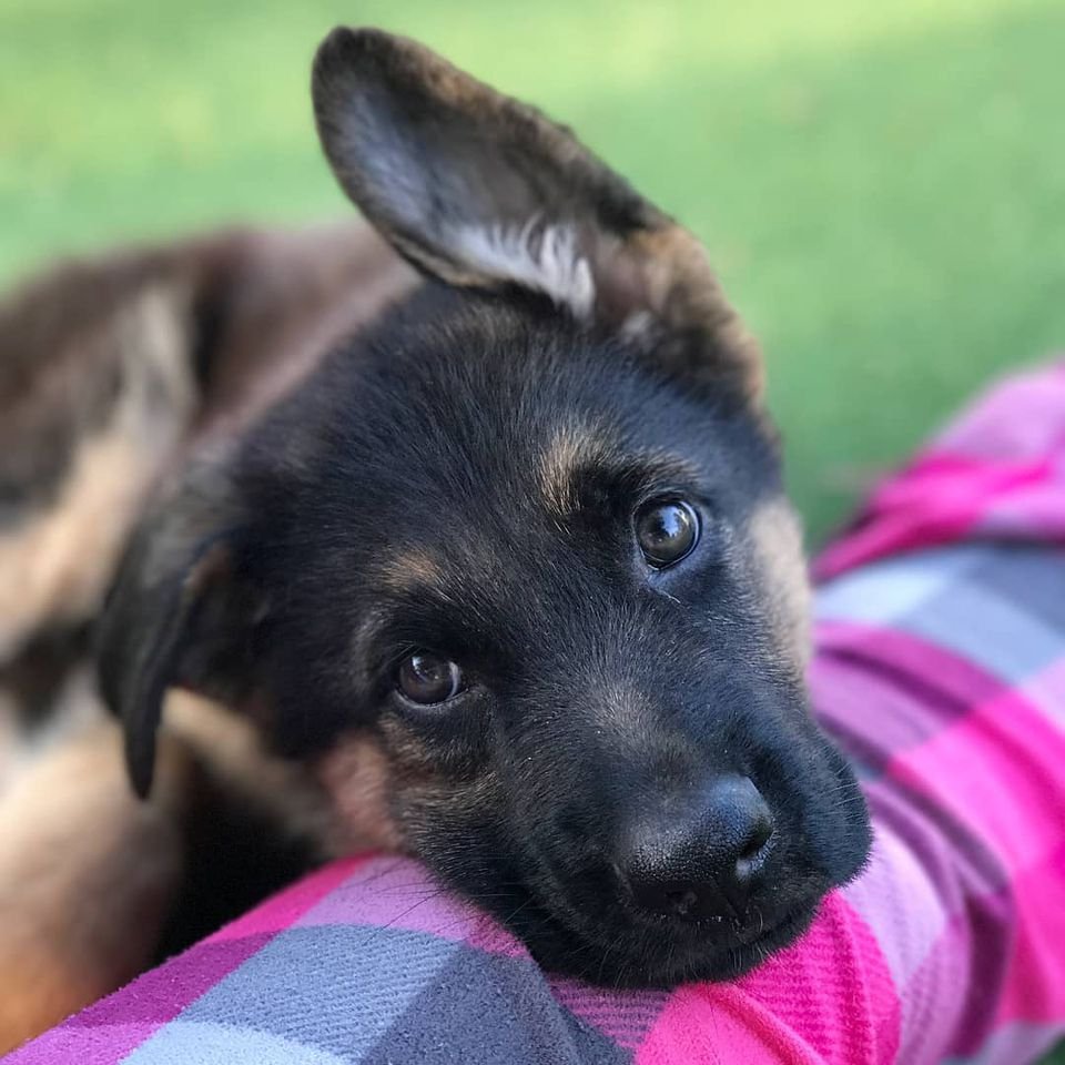 German shepherd 3 months old puppy