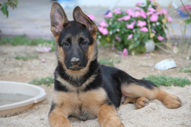 German shepherd 3 months old puppy