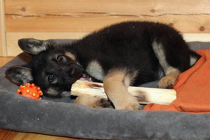 German shepherd 3 months old puppy