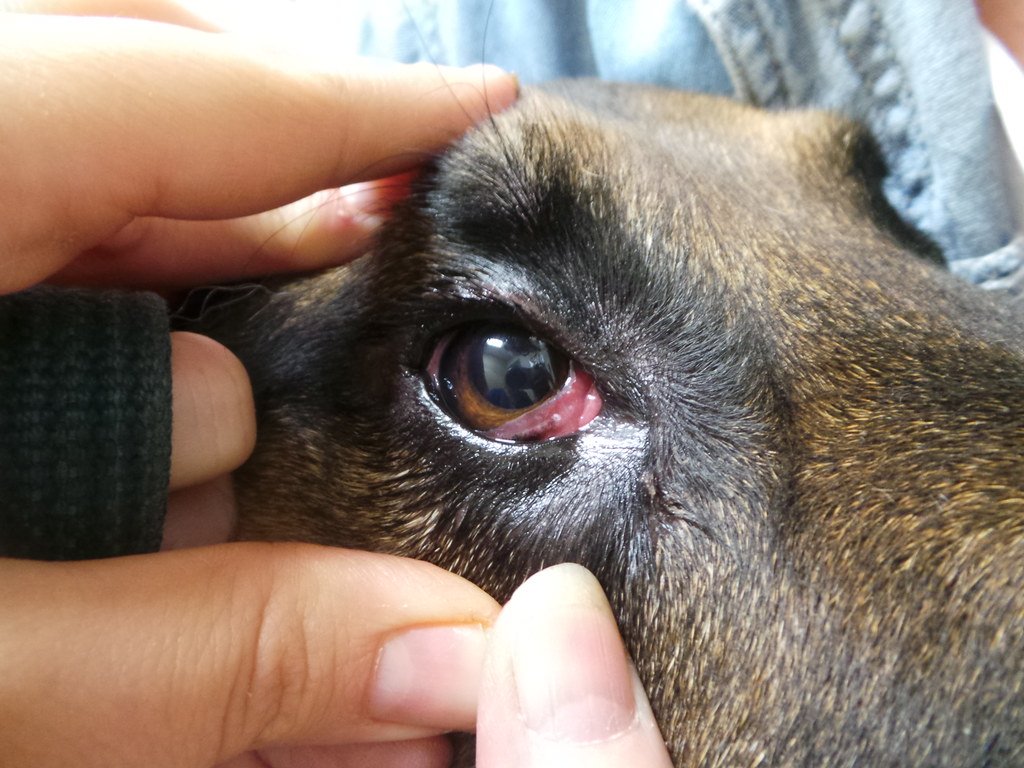 Dry Eye in German Shepherd