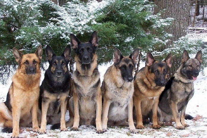 colors of German Shepherd Dogs
