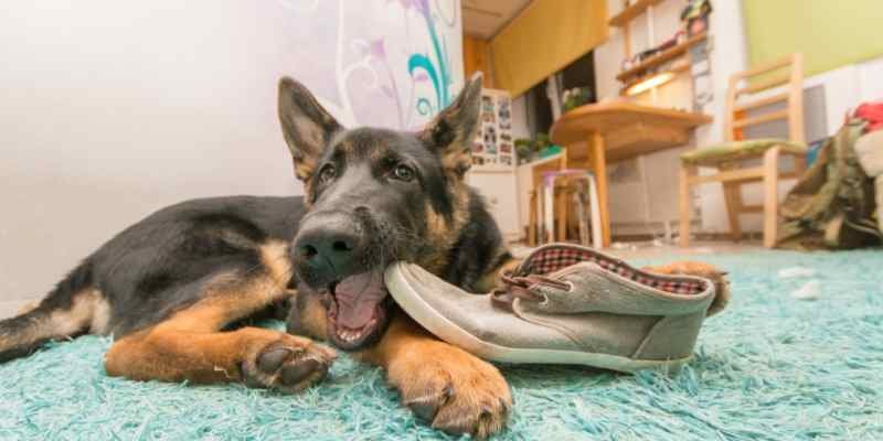 German Shepherd Teeth