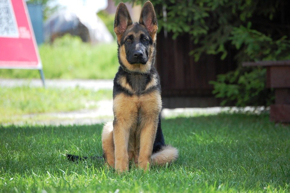 German Shepherd Adult After teething