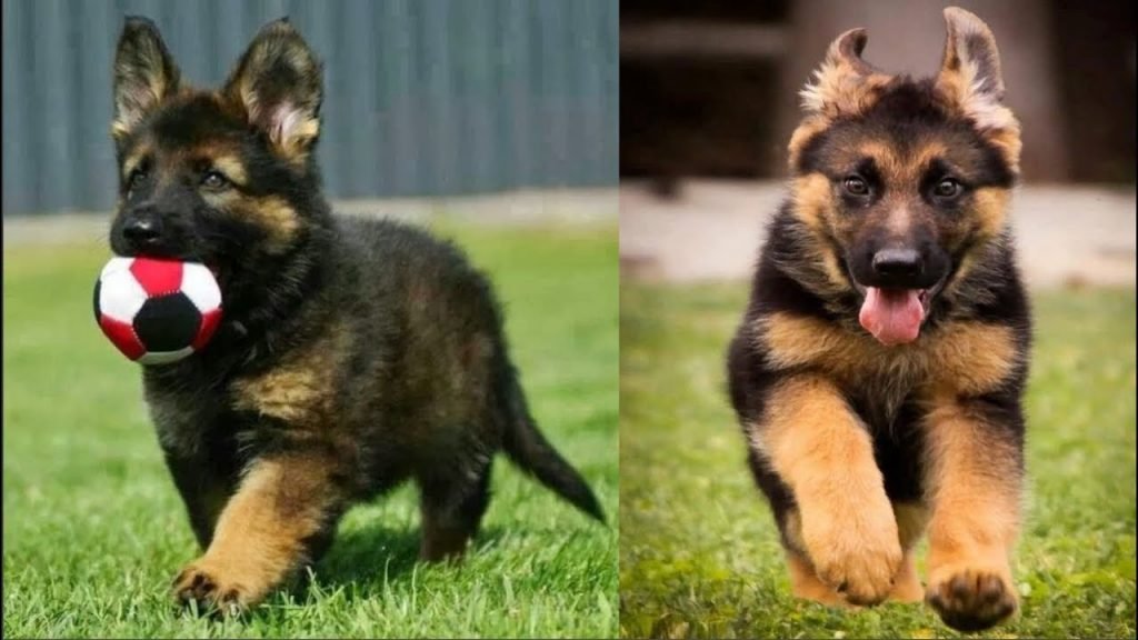 German Shepherd Puppies