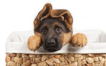 Corona Vaccine for Dogs - Is My German Shepherd at Risk?