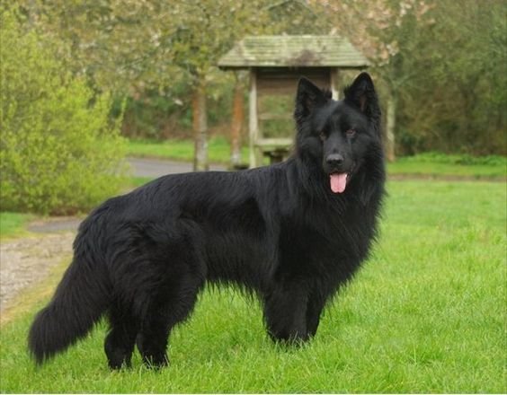 Solid Black Czech German Shepherd: Your Pup's Path to Becoming Your Pal