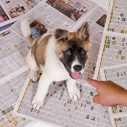 Newspaper for Dog In-home training