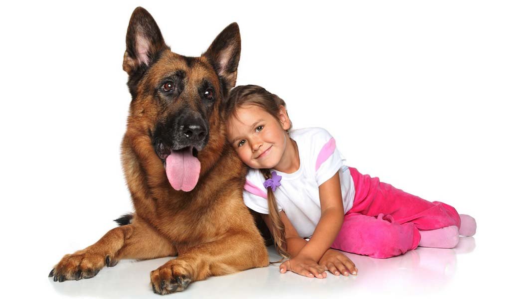 Will German shepherds protect if not trained? Quick Thoughts