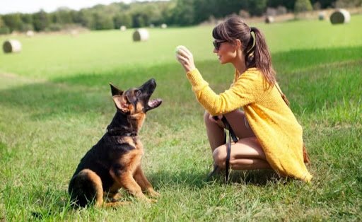 When Should You Start Training a German Shepherd Puppy
