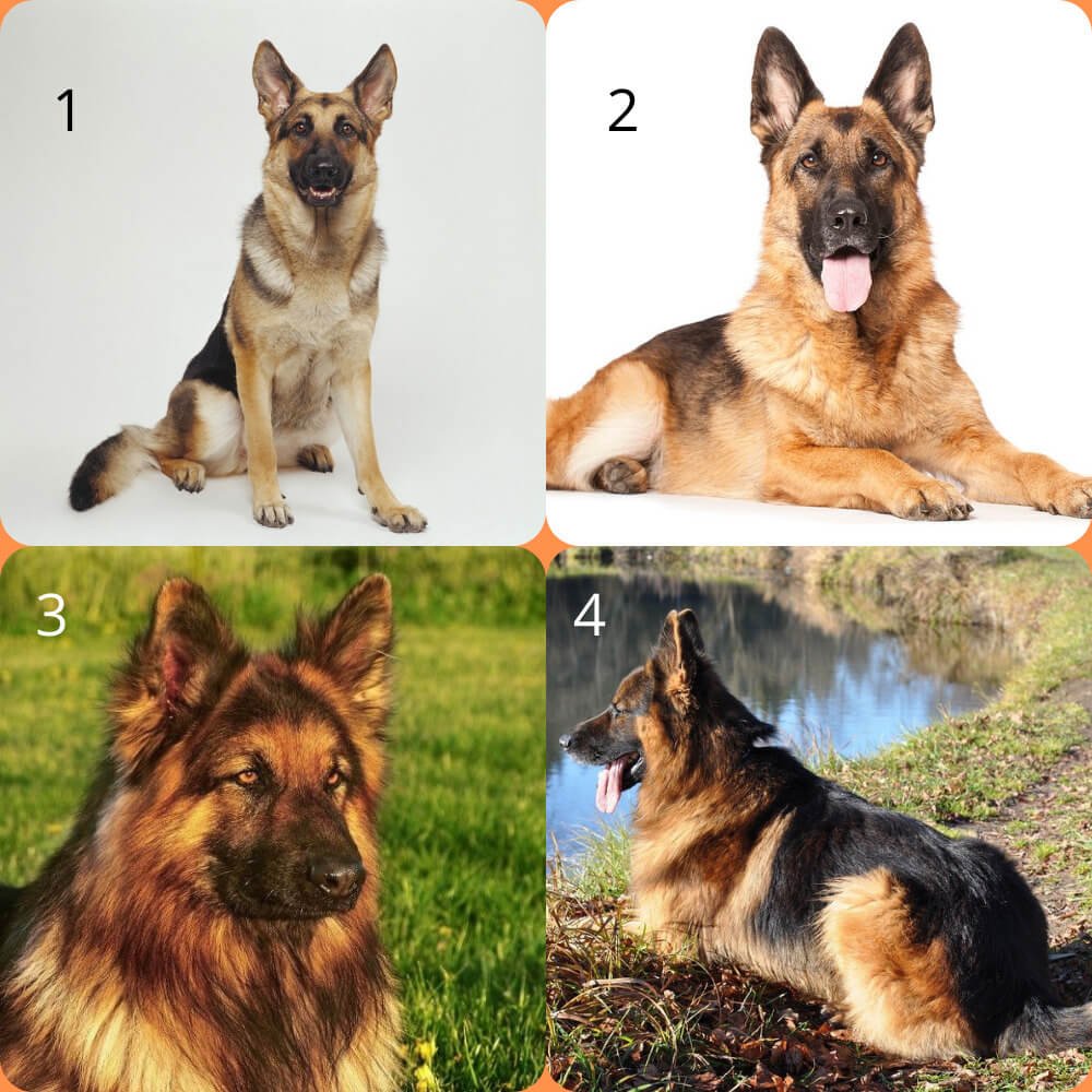 Single coat 2025 german shepherd price