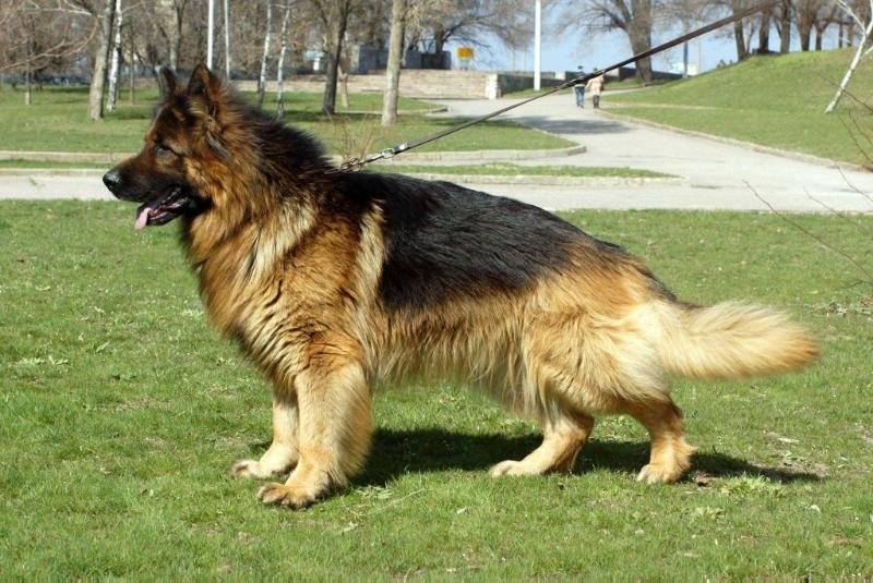 Triple coat 2025 german shepherd