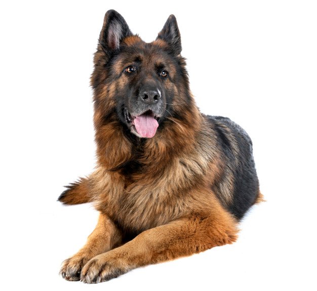 german shepherd fully grown