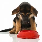 How to feed royal canin maxi starter to a puppy? Feeding Guide.
