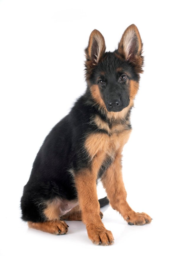Puppy German Shepherd Socialization Period