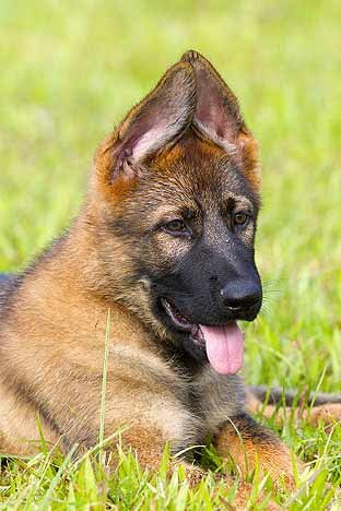 When do German shepherd ears Stand up naturally? The Adorable Transformation From Floppy to Alert!