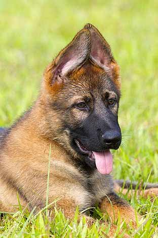 why wont my german shepherd ears stand up