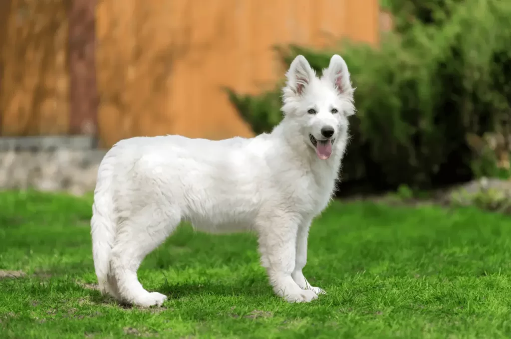 White German Shepherd Puppy