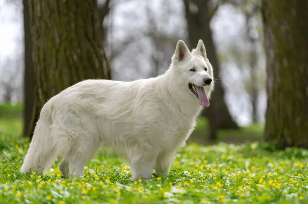 White German Shepherd Physical Features