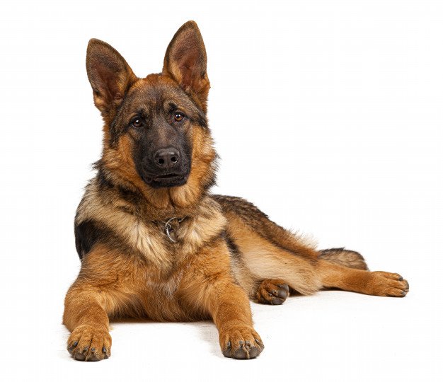 Grown-Up  German Shepherd Dog 