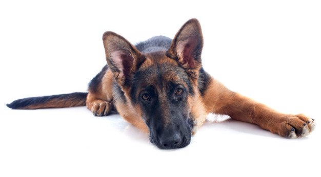Corona Vaccine for Dogs - Is My German Shepherd at Risk?