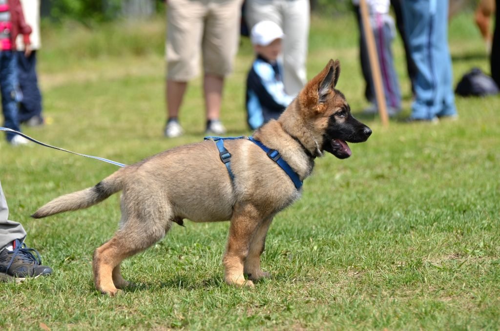 A little German Shepherd ready to play 