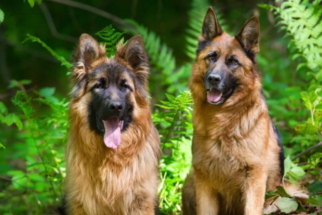 German Shepherd Dog Temperament: Traits and Characteristics
