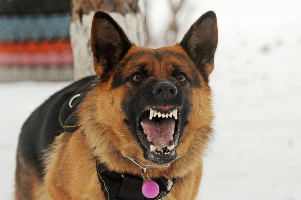 are german shepherds cruel and dangerous