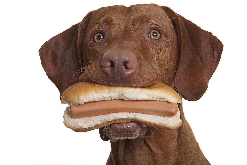 dog and bread
