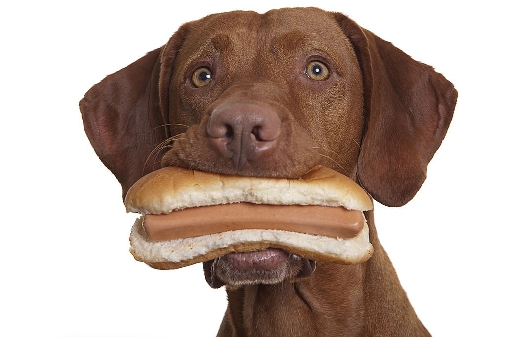 Is Gluten Free Bread Safe For Dogs