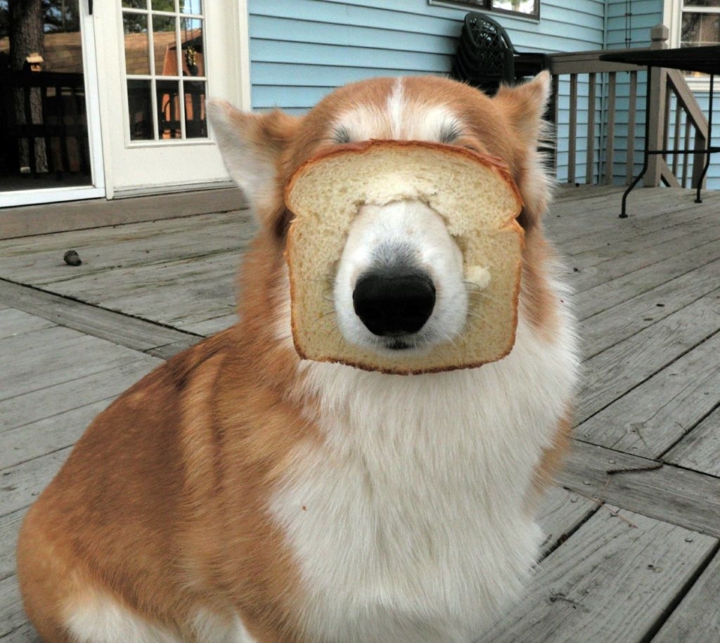 dogs and bread