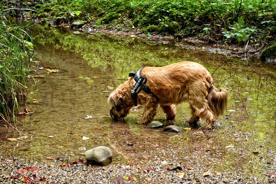 Leptospirosis Treatment