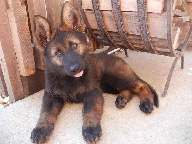 Red Sable German Shepherd