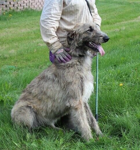 irish wolfhound german shepherd mix