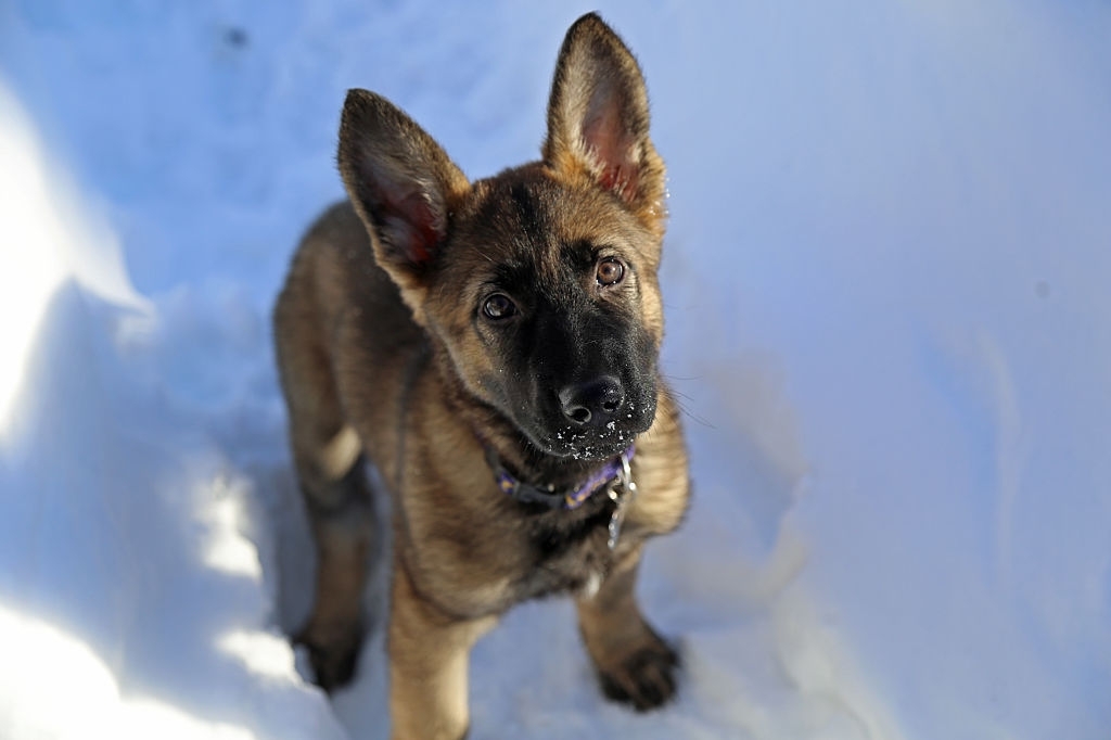 Sable German shepherd Puppy