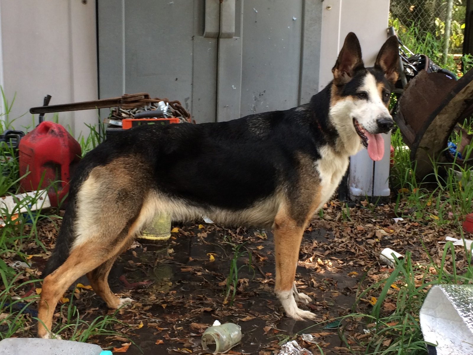 The Untold Story of Steel Blue Panda German Shepherd