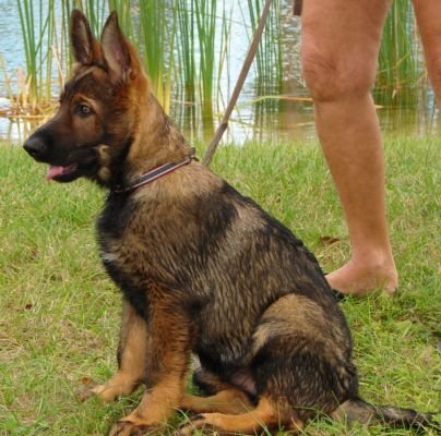Red Sable German Shepherd Puppy Vs Belgian Malinois: A Quick Look