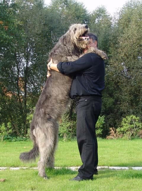 Irish wolfhound and German shepherd Mix