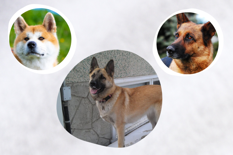 Akita German Shepherd Mix Explained in Fewer than 500 words.