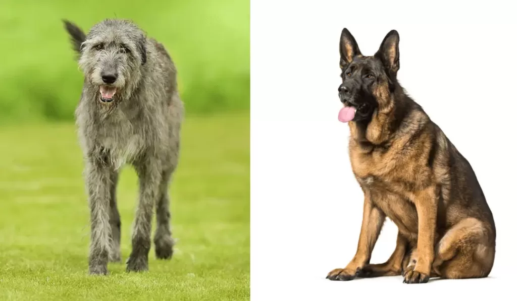 Irish wolfhound and German shepherd Mix