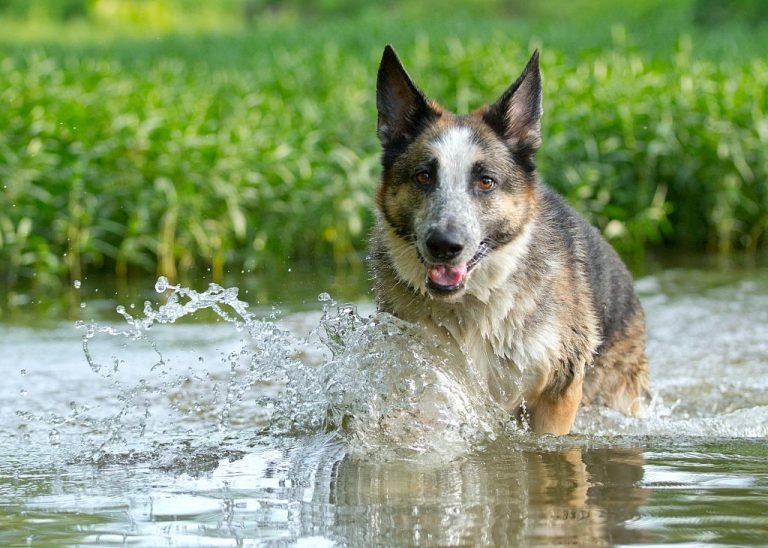 The Untold Story of Steel Blue Panda German Shepherd