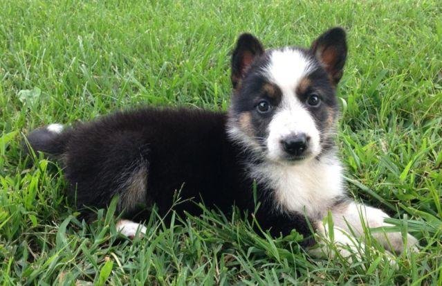 Panda German shepherd Puppy