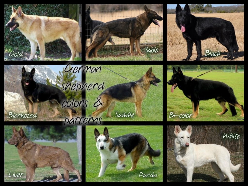 German Shepherd Colors