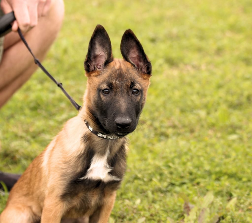 Red Sable German shepherd Puppy Vs Belgian Malinois: A Quick Look