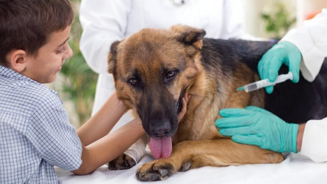 What vaccines are required for dogs while taking out for grooming?