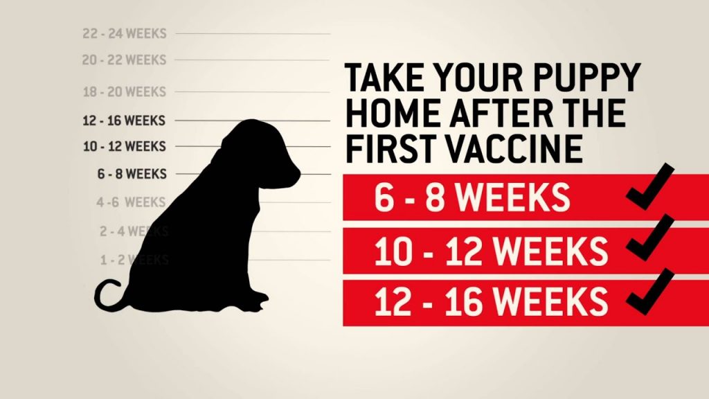 Dog Vaccinations