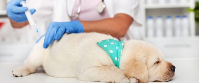 What vaccines are required for dogs while taking out for grooming?