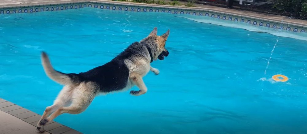 german shepherd swimming