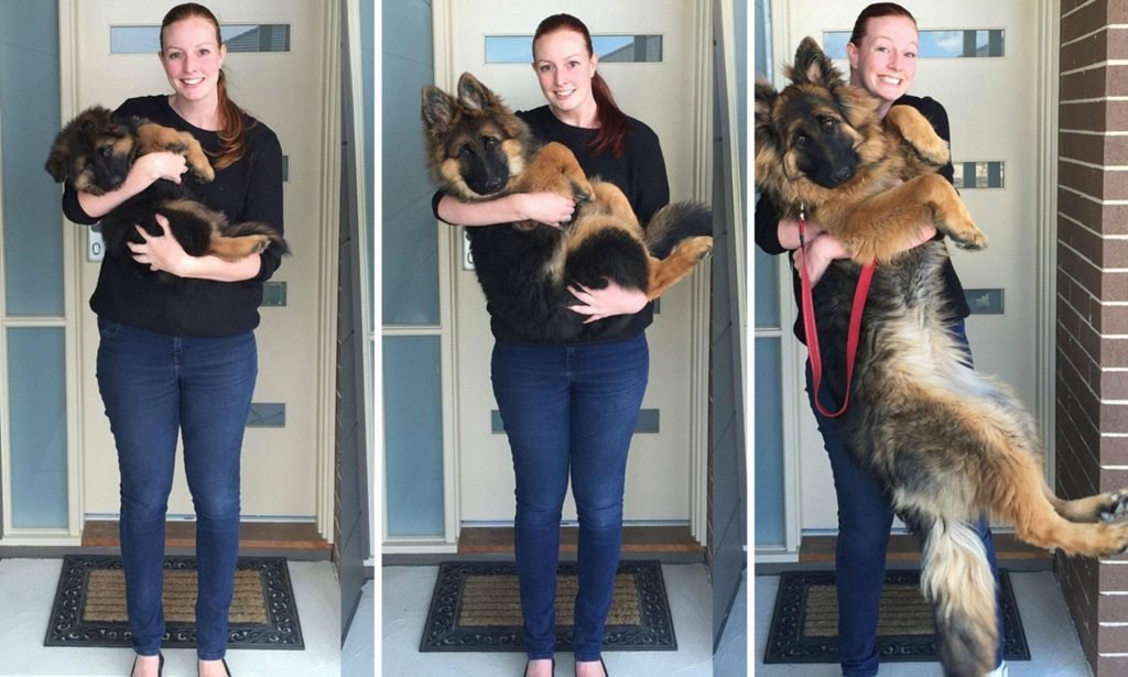 German Shepherd Puppy Feeding Chart 1 Month To 12 Months