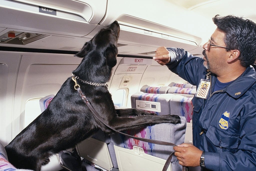 sniffer dog training